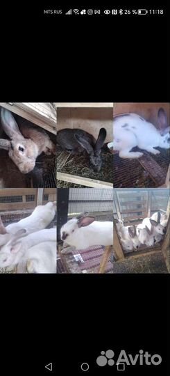 Кролики мясных пород