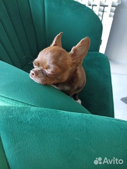 Вязка кобель чихуахуа