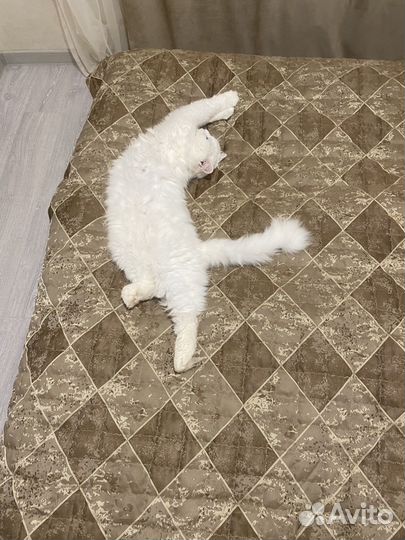 Оборзевший кот