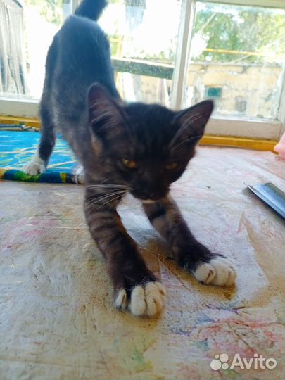 Котенок в добрые руки