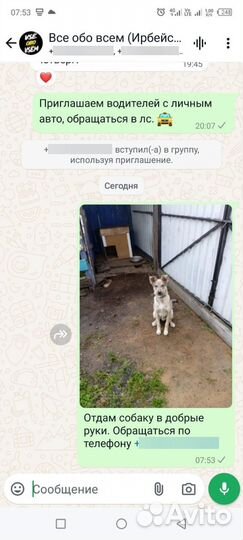 Щенок русский двортерьер.пол года от роду