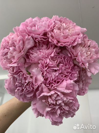 Гвоздика одноголовая / кустовая. Доставка букетов