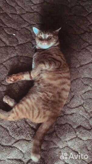 Коты бесплатно