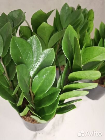 Замиокулькас