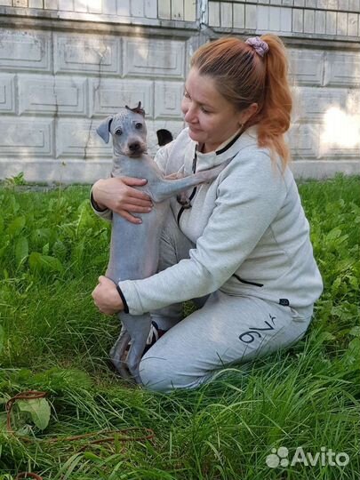 Американский голый терьер щенки