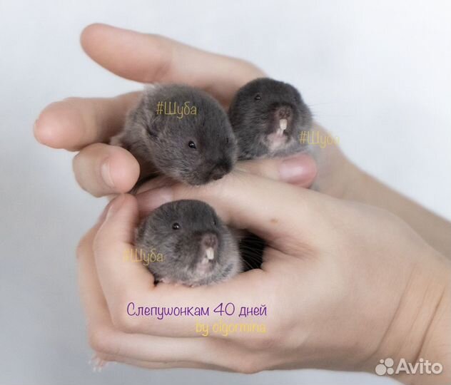 Слепушонка восточная / Ellobius tancrei