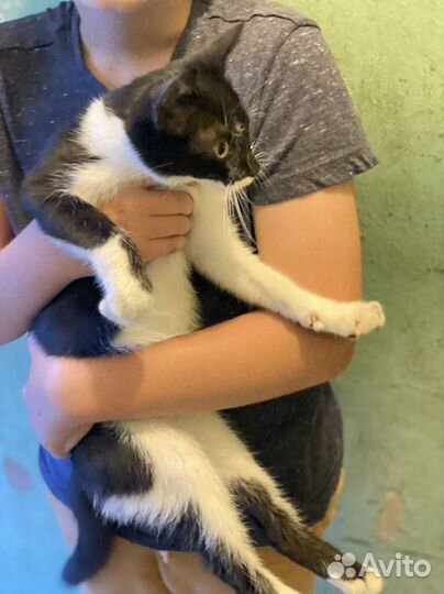 Котенок бесплатно