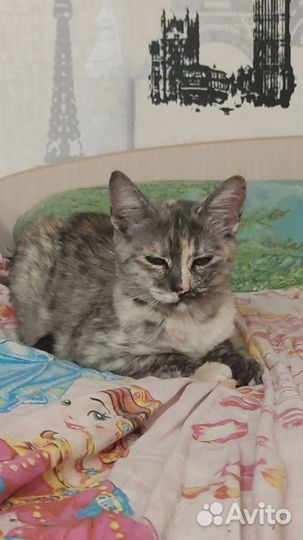 Кошки в добрые руки