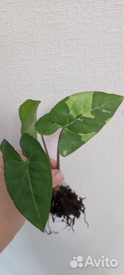 Сингониум панда