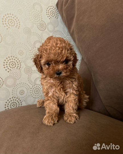 Мальтипу mini девочки