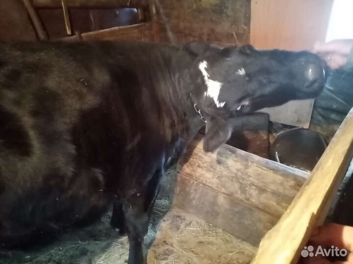 Тёлка стельная