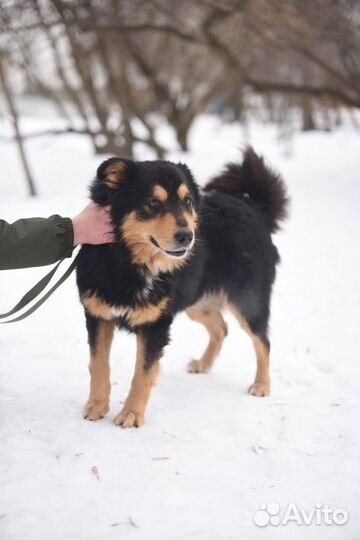 Энергичный Атаман ищет путь домой