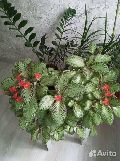 Эписция сорт: silver sheen - серебряный блеск