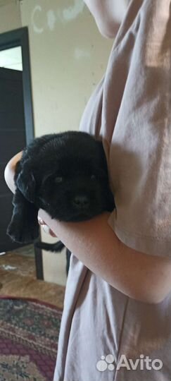 Щенки лабрадора