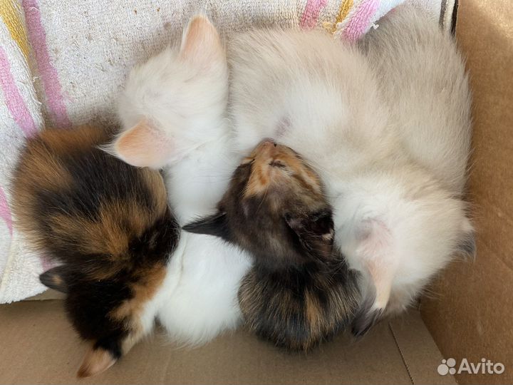 Котята в добрые руки