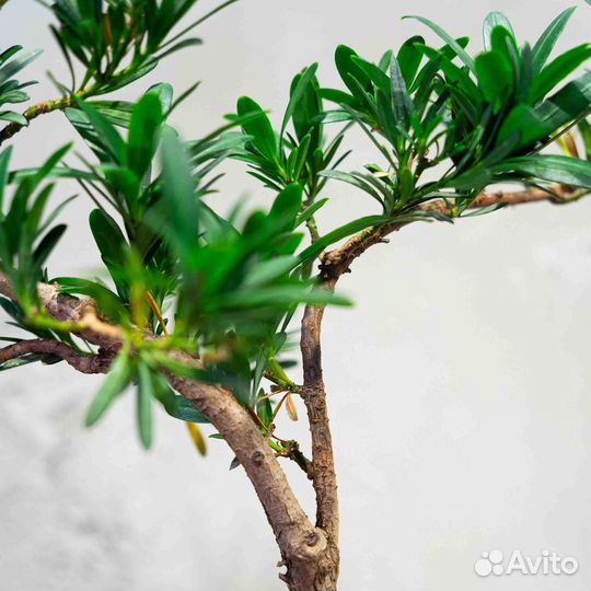 Дерево Бонсай - Подокарпус 14 лет