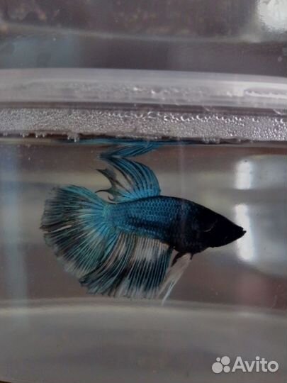 Рыбки петушок самцы и самки 3 месяца