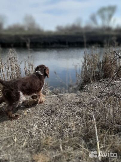 Русский спаниель