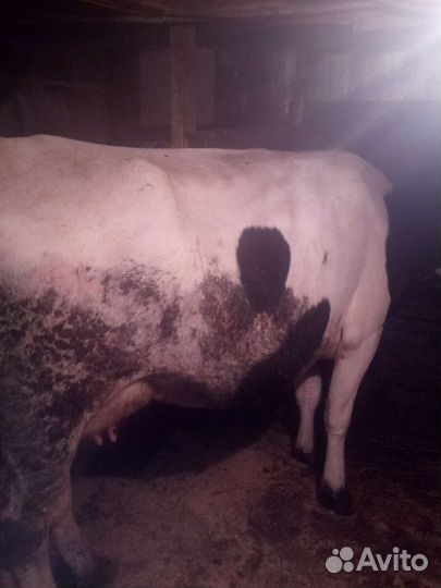 Корова дойная