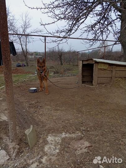 Немецкая овчарка кобель вязка