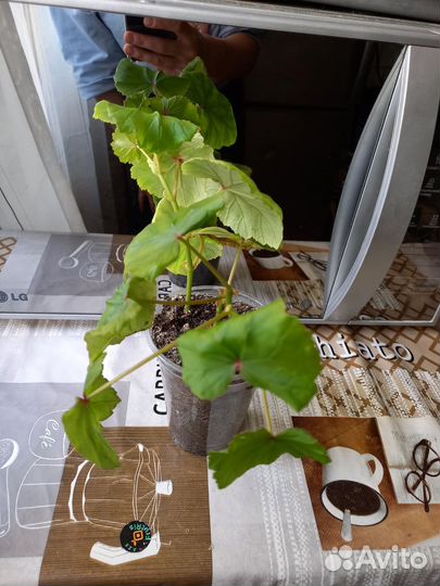 Бегония Глуар де Лоррен (вечноцветущая)