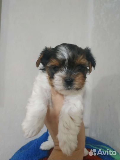 Бивер мини мальчики