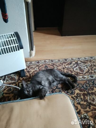 Кот