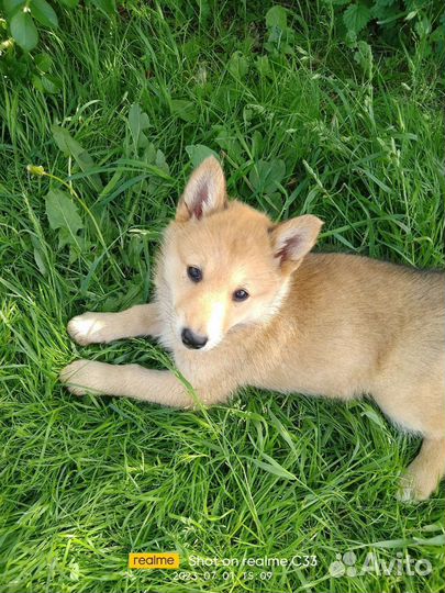 Метис маламута