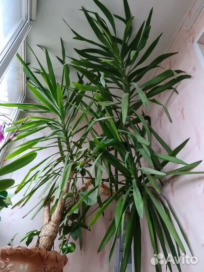 Пальма юкка