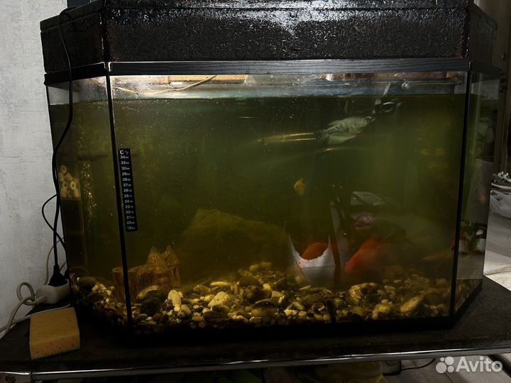 Аквариум с оборудованием и рыбами