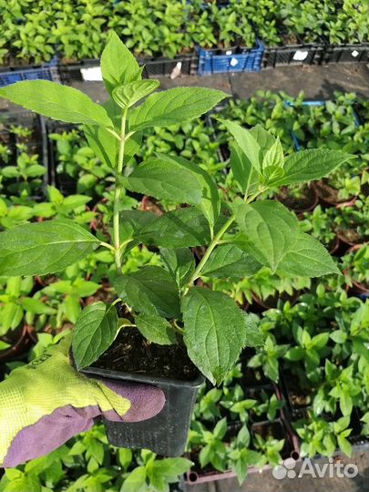 Гортензия метельчатая