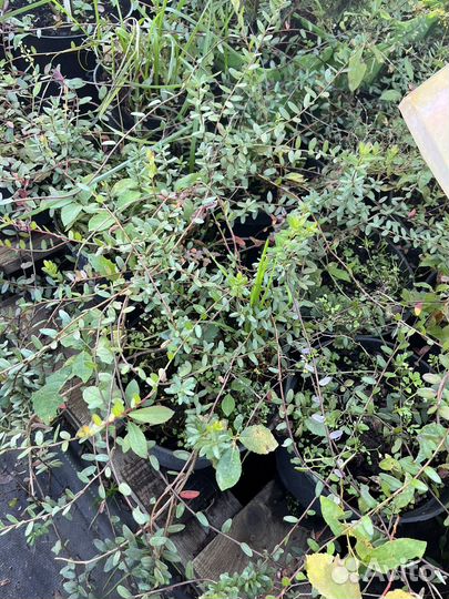 Клюква крупноплодная Ред Стар и МАК фарлин