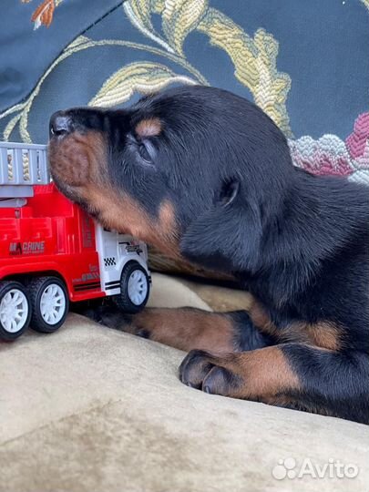 Собаки щенки добермана