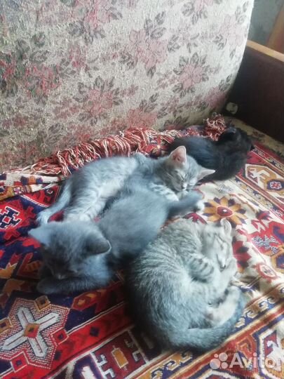 Котята шотландские вислоухие и прямоухие