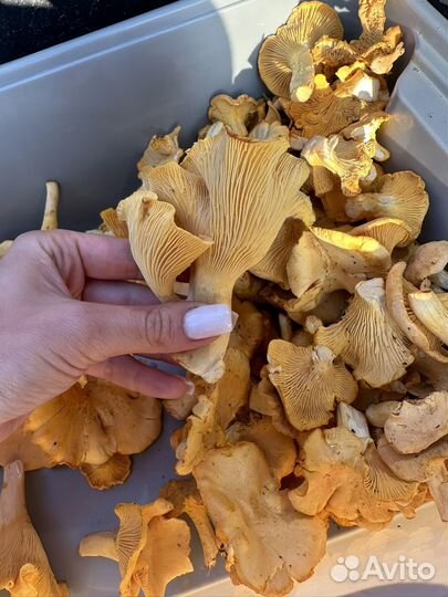Грибы лисички