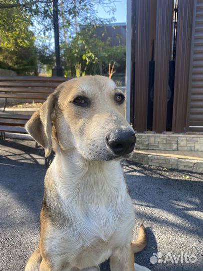 Собака в добрые руки