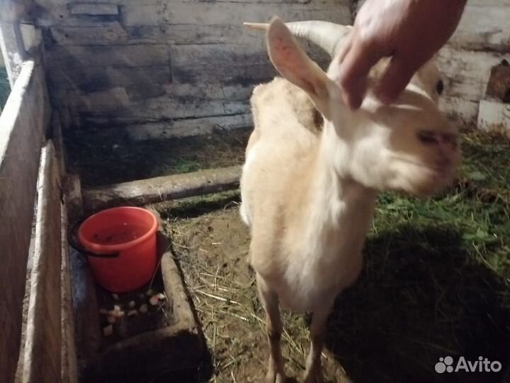 Коза дойная