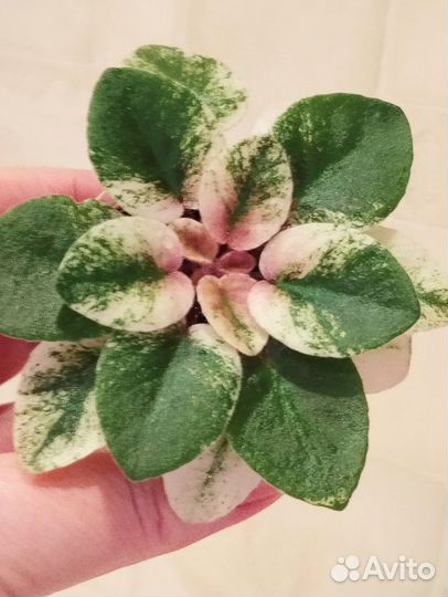 Детки сортовой фиалки(мини)