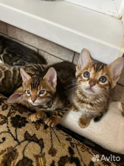 Бенгальские котята