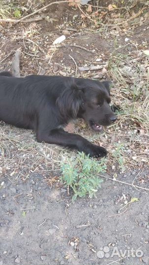 Щенок и собака в добрые руки