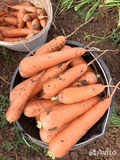 Морковь Свежая Оптом