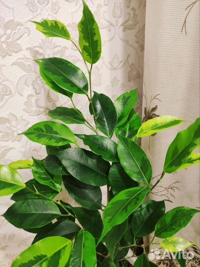 Фикус бенджамина