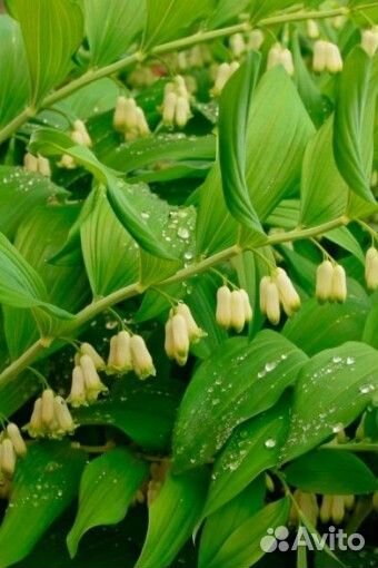 Аюга фиолетовая, купена