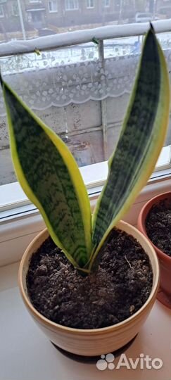 Комнатные растения