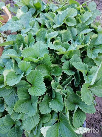 Рассада клубники