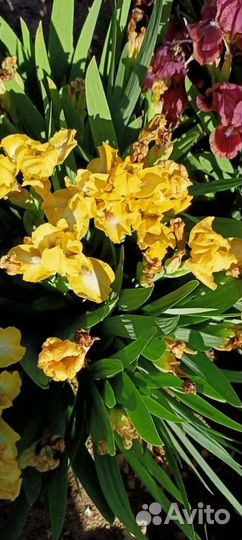 Ирисы Бордюрные