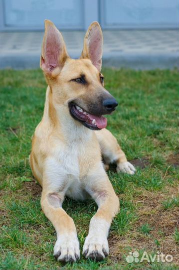 Собака в добрые руки