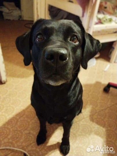 Домашняя передержка ваших питомцев