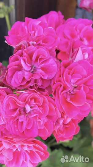 Пеларгонии сортовые