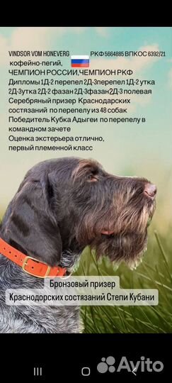 Дратхаар вязка